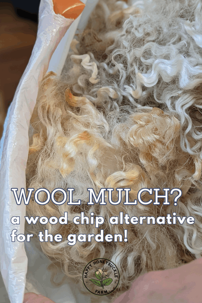 Wool as mulch? Why this option is a GREAT alternative to wood chips in your garden. Close up of unprocessed wool in a plastic bag.