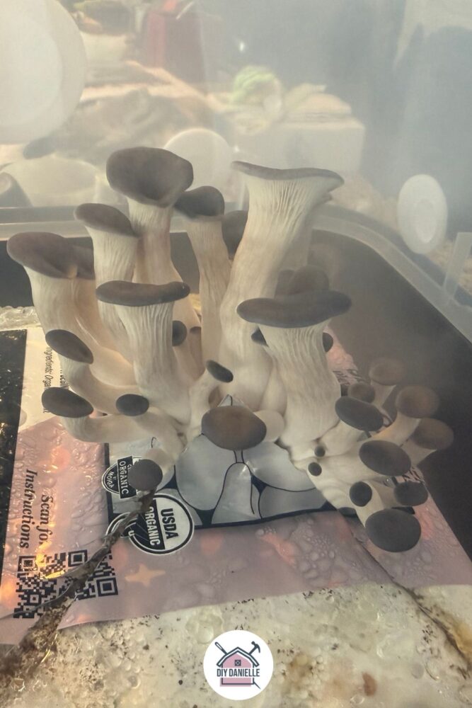 Blue oyster growing in my Boomr bin... I think the fan needed to be turned up a bit to avoid how leggy these got. 