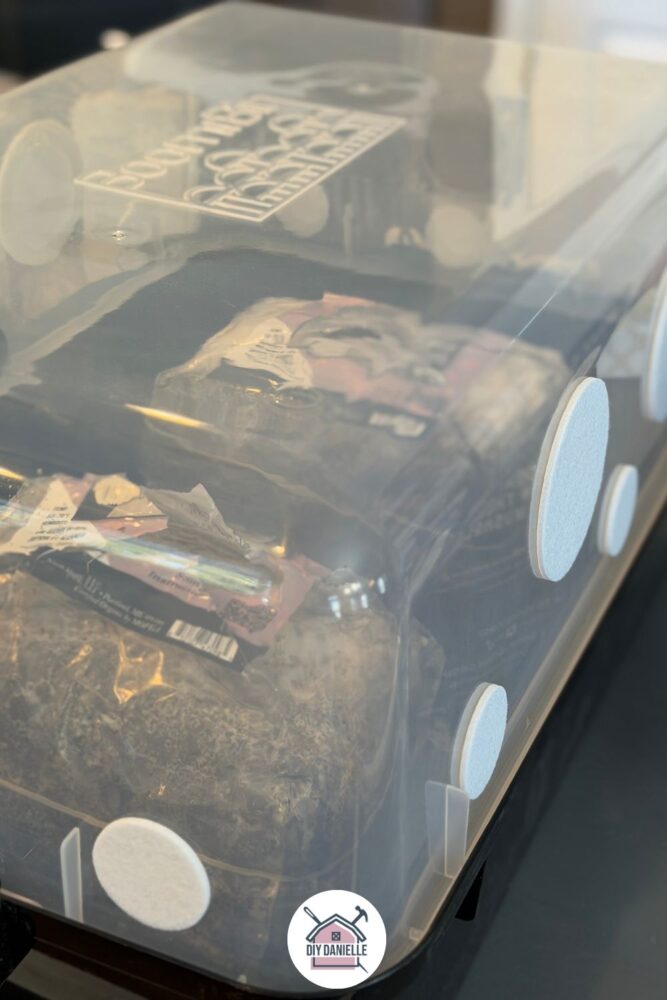 Two fruiting blocks setup in the Boomr Bin. There's no growth yet.