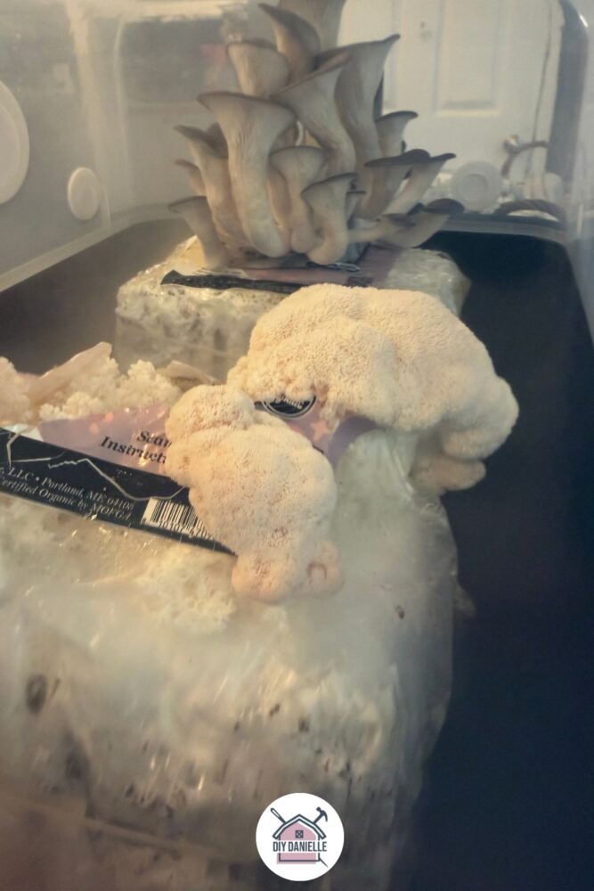 Front fruiting block in Lions Mane mushrooms growing ... it's not full grown but it's a white mushroom that looks similar in shape to broccoli. In the Boomr Bin behind it is another block with Blue Oyster mushrooms that are growing tall up toward the bin lid.